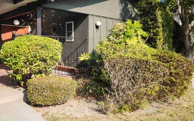 Photo of Alexis B.'s yard after getting landscaping in San Clemente, CA