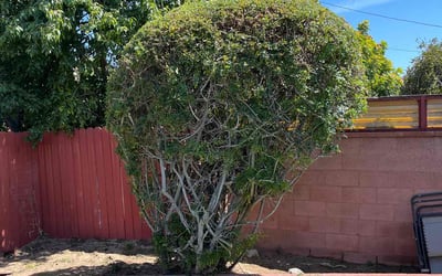 Photo of Joe G.'s yard after getting landscaping in South Gate, CA