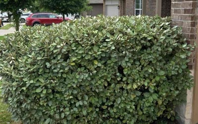 Photo of Jessica G.'s yard after getting landscaping in Austin, TX