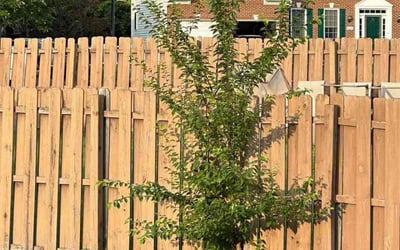 Photo of Lisa W.'s yard after getting landscaping in Waldorf, MD