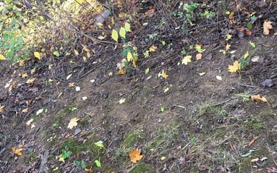 Photo of Dawn P.'s yard after getting landscaping in Faulkner, MD