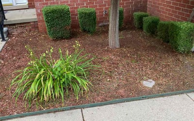 Photo of James R.'s yard after getting landscaping in Saint Clair Shores, MI