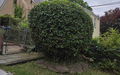 Photo of Angela F.'s yard after getting tree care in Fort Washington, MD