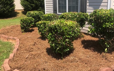 Photo of Nicole H.'s yard after getting landscaping in Woodbury, GA