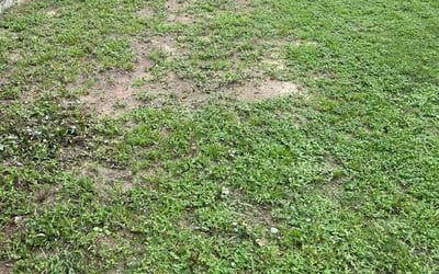 Photo of Cassandra J.'s yard after getting tree care in Quincy, FL