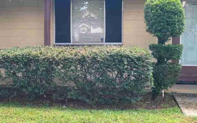 Photo of Gerald R.'s yard after getting tree care in Ocoee, FL