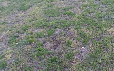 Photo of Fernando T.'s yard after getting landscaping in Temple Hills, MD