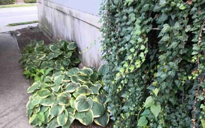 Photo of Pat M.'s yard after getting landscaping in Cincinnati, OH