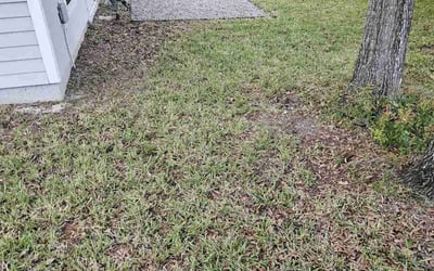 Photo of Adam K.'s yard after getting landscaping in Gainesville, FL