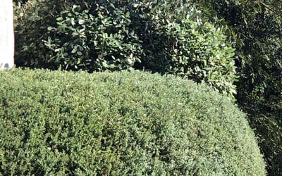 Photo of Irene D.'s yard after getting landscaping in Sherman Oaks, CA
