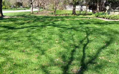 Photo of Jennifer W.'s yard after getting landscaping in Crooksville, OH