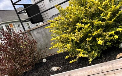 Photo of Andrea B.'s yard after getting landscaping in Ballston Spa, NY