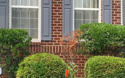 Photo of Stacey C.'s yard after getting landscaping in Elkwood, VA