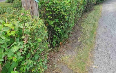 Photo of Jim M.'s yard after getting landscaping in Harvard, IL