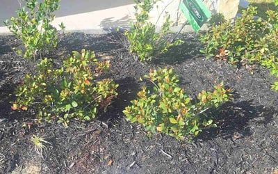 Photo of April M.'s yard after getting tree care in Fresno, TX
