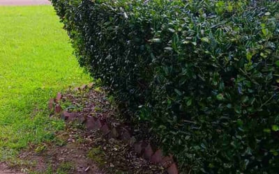 Photo of James J.'s yard after getting landscaping in Jackson, MS