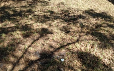 Photo of Richard A.'s yard after getting landscaping in Indian Lake Estates, FL
