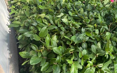Photo of Chris D.'s yard after getting landscaping in Paisley, FL