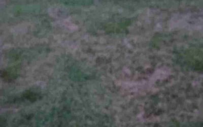 Photo of Shelita C.'s yard after getting tree care in New Orleans, LA