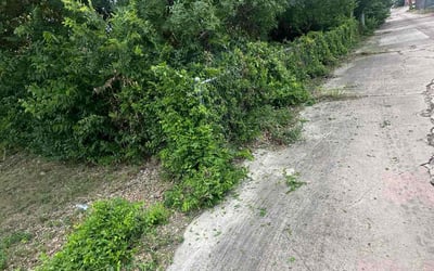 Photo of Donna R.'s yard after getting tree care in Schertz, TX