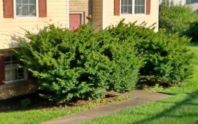 Photo of Ken D.'s yard after getting landscaping in Melbourne, KY
