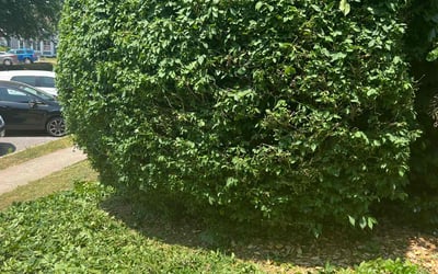 Photo of Donna J.'s yard after getting tree care in Pasadena, MD
