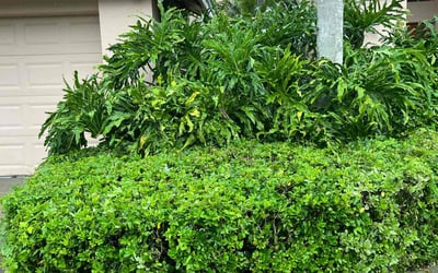 Photo of Pete M.'s yard after getting landscaping in Odessa, FL