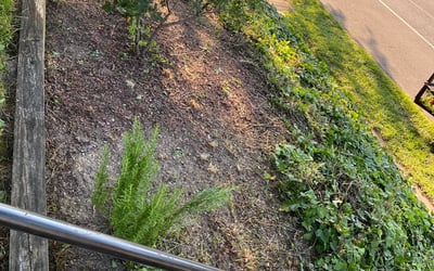 Photo of Paul B.'s yard after getting landscaping in Centerville, TN