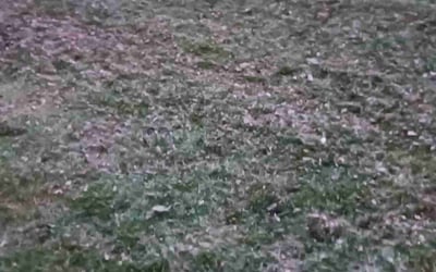 Photo of Robert J.'s yard after getting landscaping in Carroll, OH