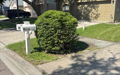Photo of Matthew W.'s yard after getting landscaping in Riverview, FL