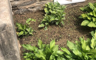 Photo of Gabriel C.'s yard after getting landscaping in Folsom, PA