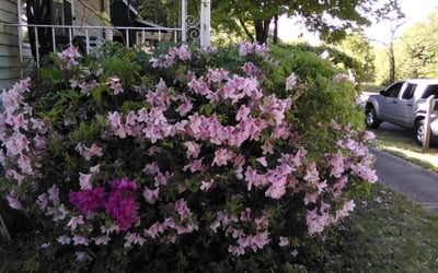Photo of James R.'s yard after getting landscaping in Travelers Rest, SC