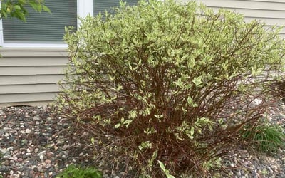 Photo of Cindy H.'s yard after getting landscaping in Afton, MN