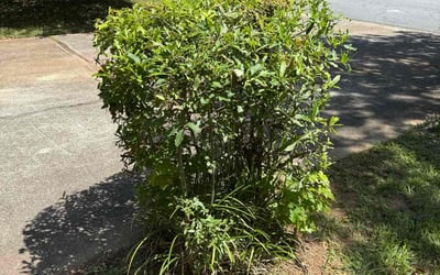 Photo of Chris M.'s yard after getting tree care in Kennesaw, GA