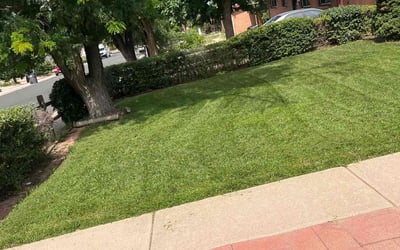 Photo of Vickie H.'s yard after getting landscaping in Bailey, CO