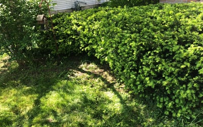 Photo of Angela J.'s yard after getting landscaping in Haydenville, OH
