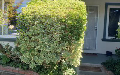 Photo of Joan M.'s yard after getting landscaping in Morgan Hill, CA
