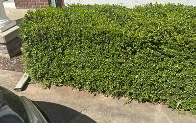 Photo of Jemila A.'s yard after getting landscaping in Caledonia, MI