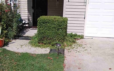 Photo of Rhonda T.'s yard after getting tree care in Poquoson, VA