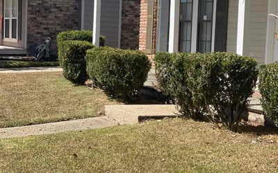 Photo of Mary W.'s yard after getting landscaping in Maurepas, LA