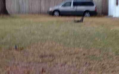 Photo of Jonathan M.'s yard after getting landscaping in White Marsh, VA