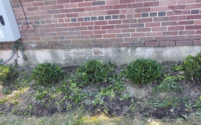 Photo of R. F.'s yard after getting tree care in Riverdale, MD