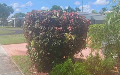 Photo of Dr. D.'s yard after getting landscaping in Opa Locka, FL