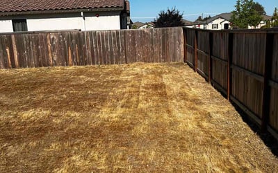 Photo of Dylan G.'s yard after getting lawn care in Modesto, CA