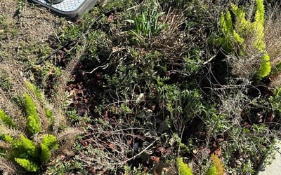 Photo of Jasmine D.'s yard after getting landscaping in Converse, TX