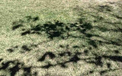 Photo of Rosalyn W.'s yard after getting landscaping in Danville, CA