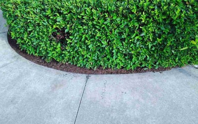 Photo of Paul S.'s yard after getting landscaping in Leesburg, FL