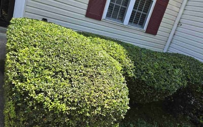 Photo of Nicole W.'s yard after getting landscaping in Capitol Heights, MD