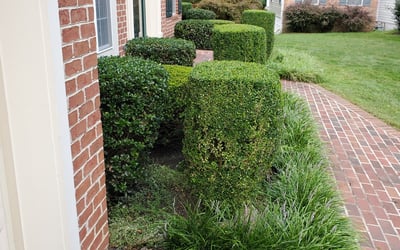 Photo of Sofia C.'s yard after getting landscaping in Braddock Heights, MD
