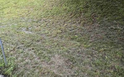 Photo of Wynchell N.'s yard after getting tree care in Malvern, PA